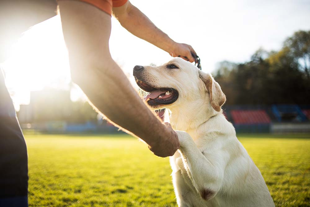 Dog walking in Dubai