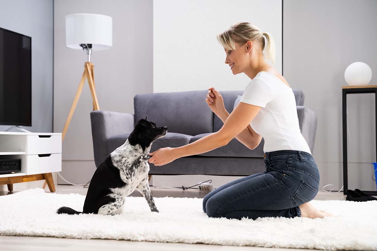 best pet sitting and boarding service in Abu Dhabi