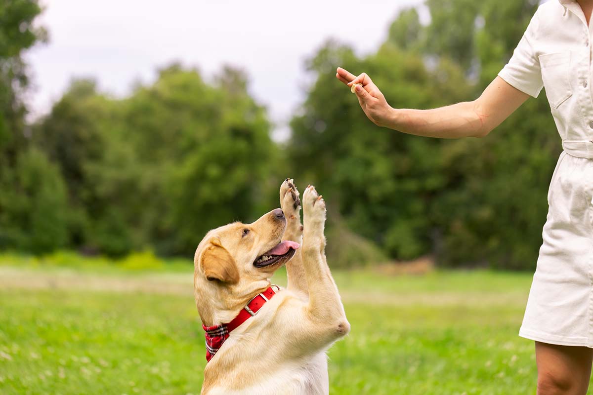 the best dog day care in Dubai