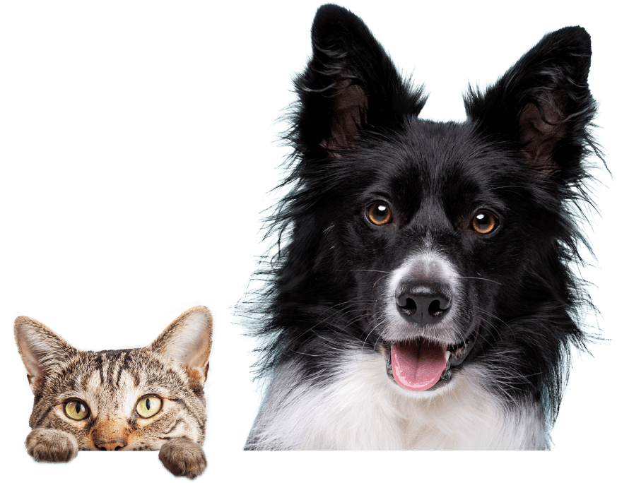 Bets pet care in Dubai