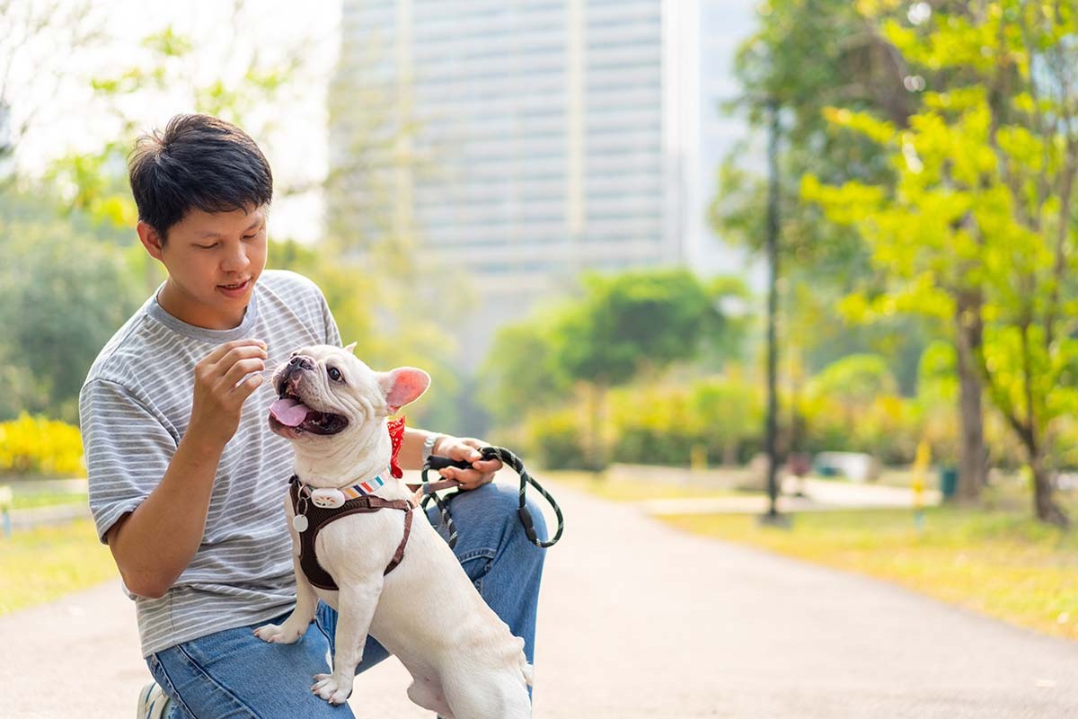 best pet sitting service in Dubai - Pet Watch