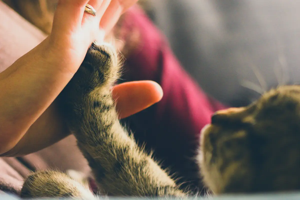 cat and owner in uae