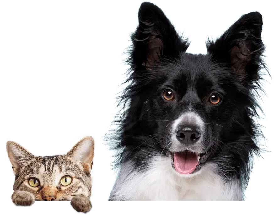 About-us-image-New-Format Bets pet care in Dubai