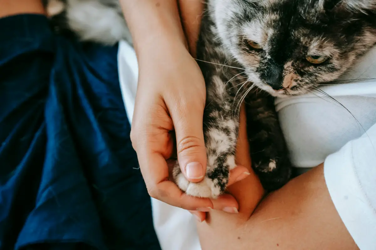 why is my cat shaking in sleep with owner