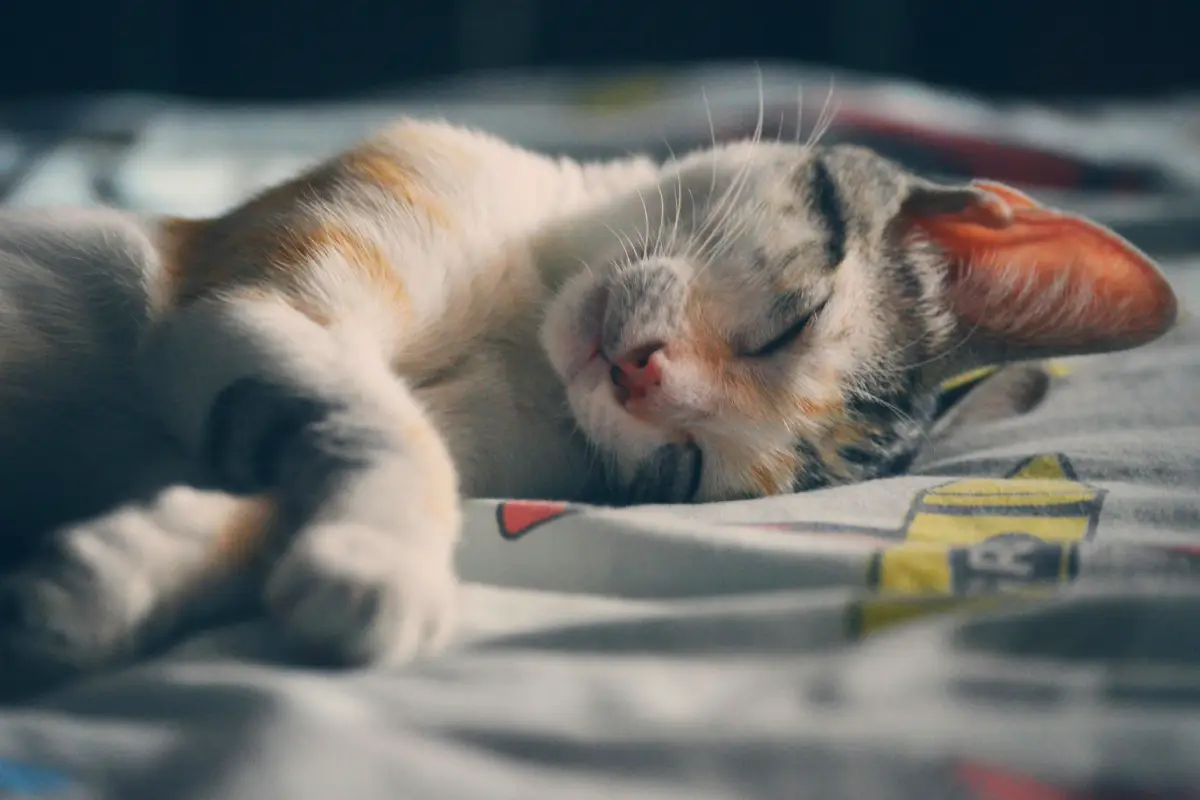 why is my cat shaking in sleep