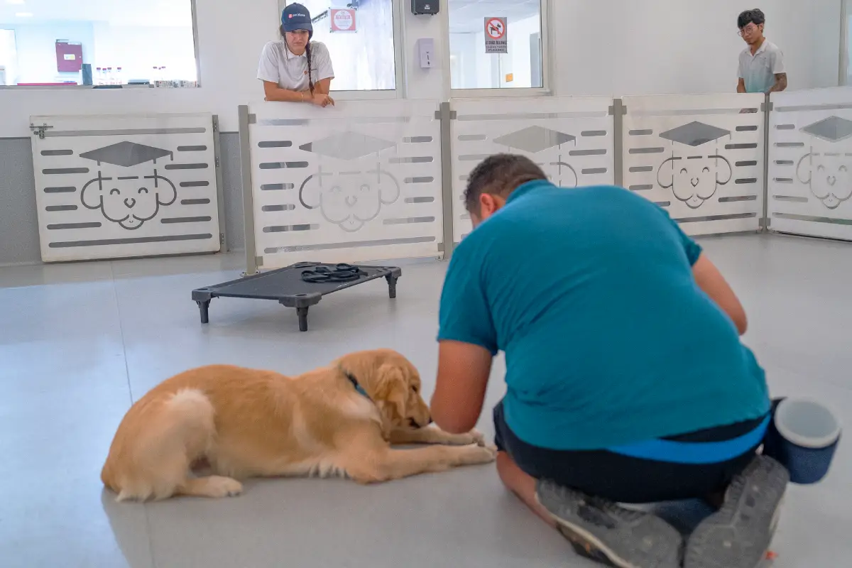 where to leave your pet in pet watch
