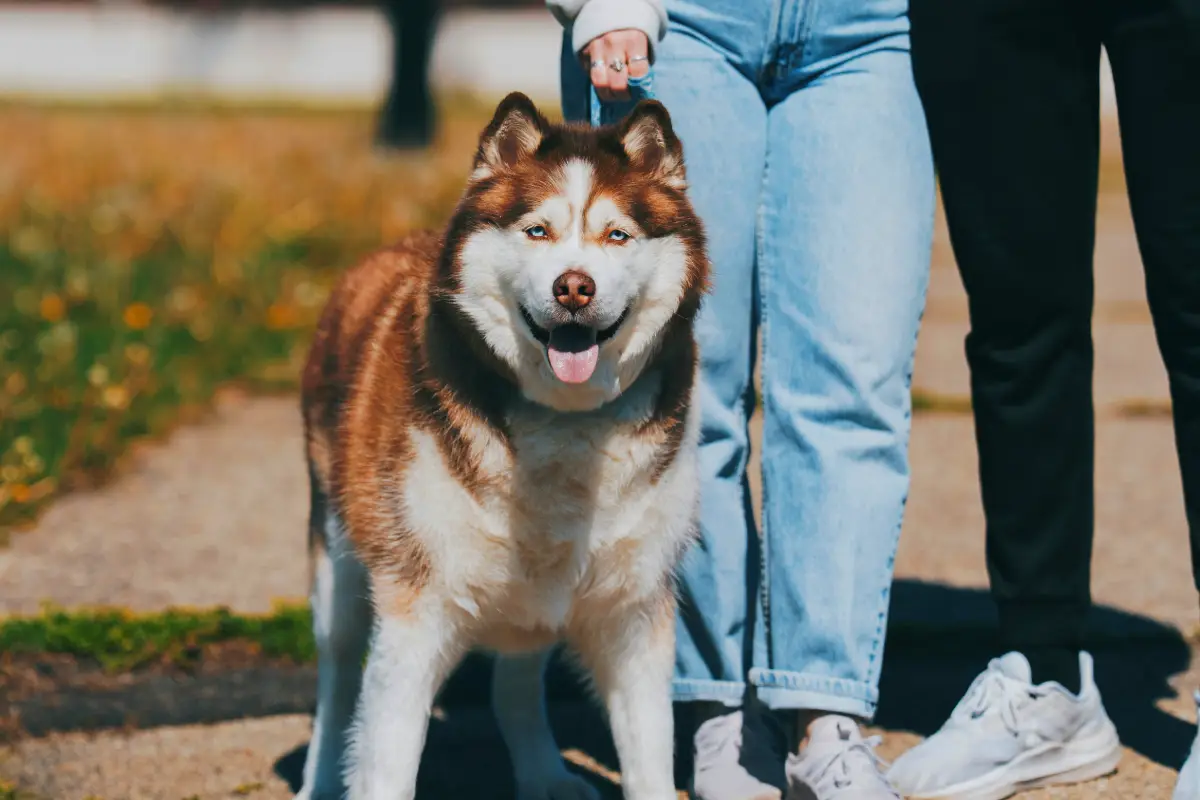 where to leave your pet