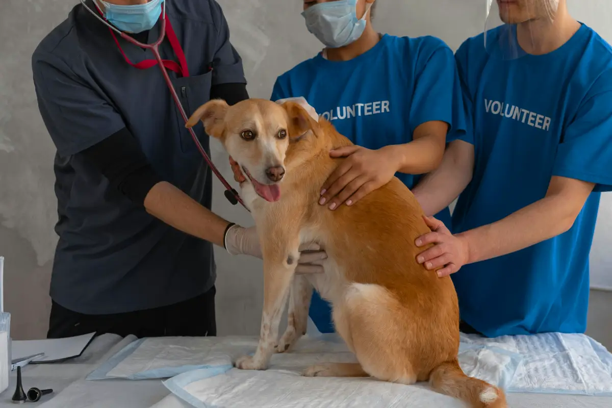 How to Treat Heat Stroke in Dogs dog and doctors