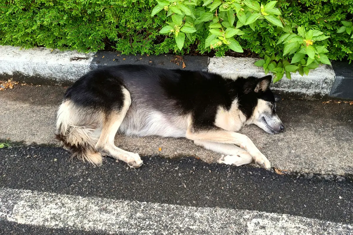 How to Treat Heat Stroke in Dogs exhausted dog How to Treat Heat Stroke in Dogs exhausted dog