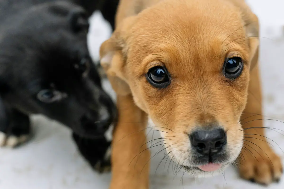 top dog names in uae two small dogs