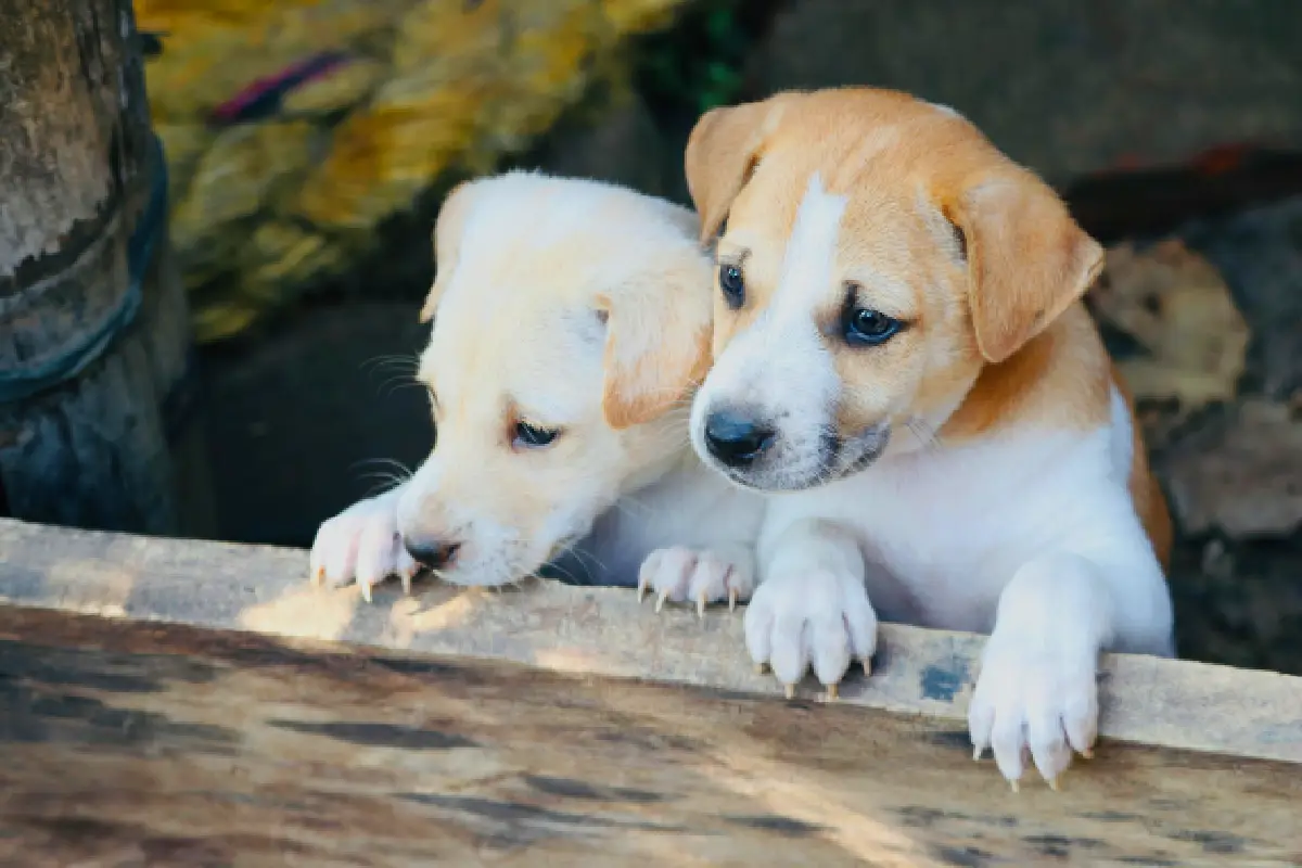 top dog names in uae