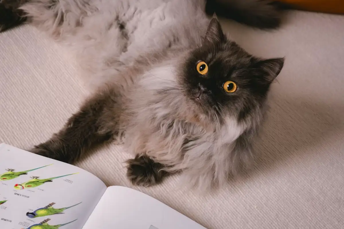 Cat Non-Verbal Communication cat eyes