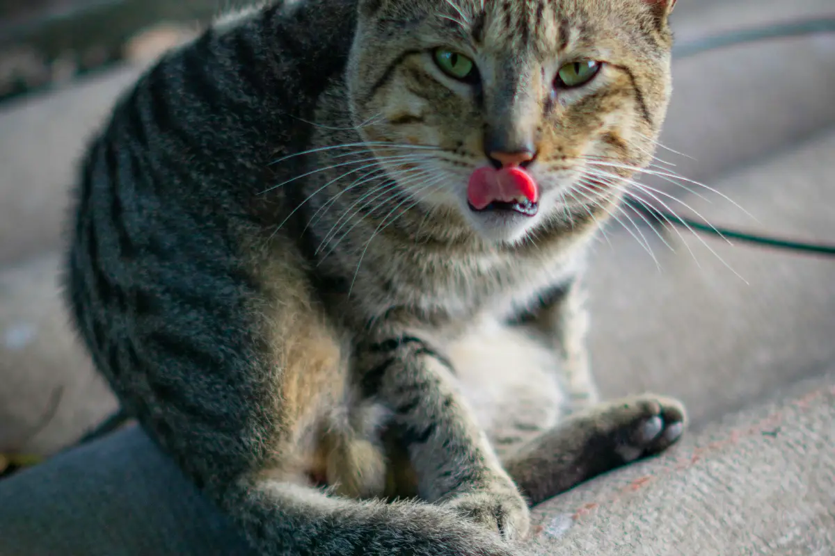 Cat Non-Verbal Communication cat purring
