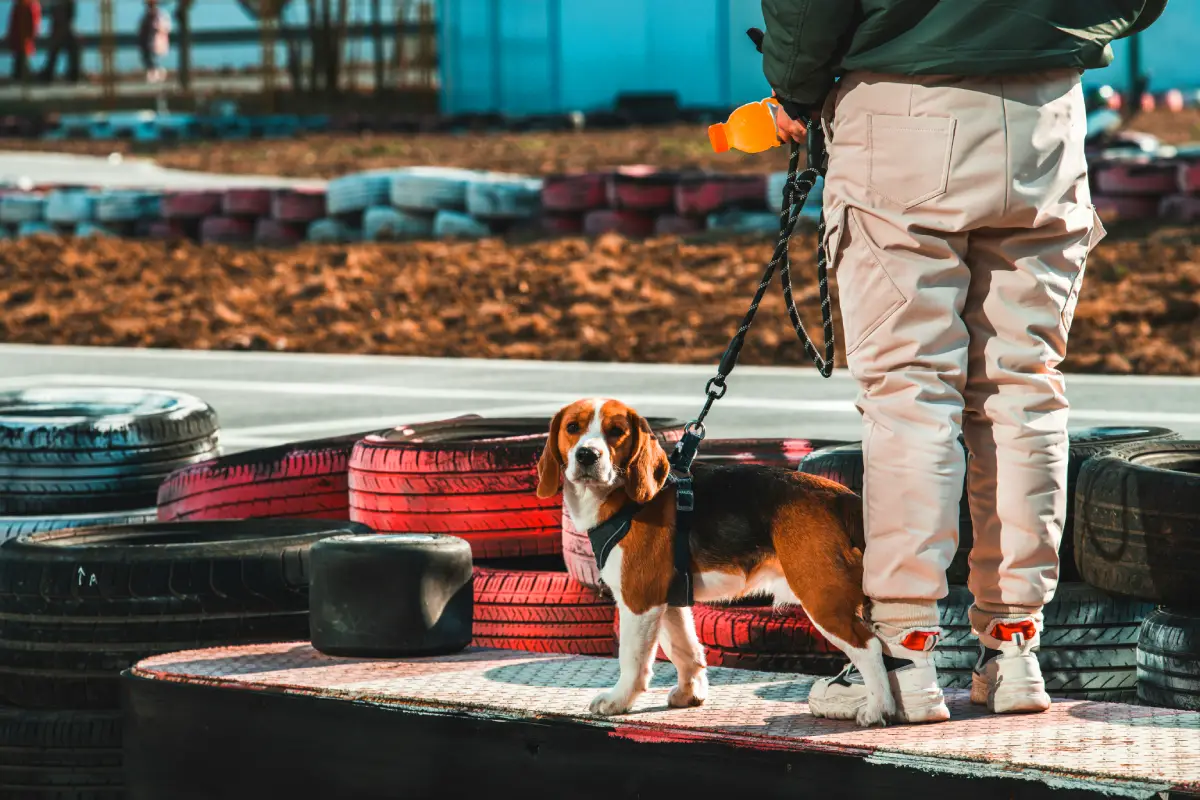 Pet Sitting vs Pet Boarding dog boarding