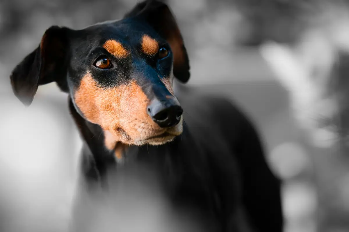 What Do Dogs Think