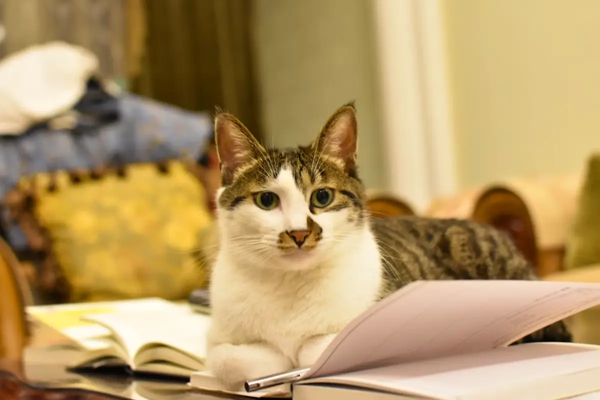 cat sitter checklist, cat and a book