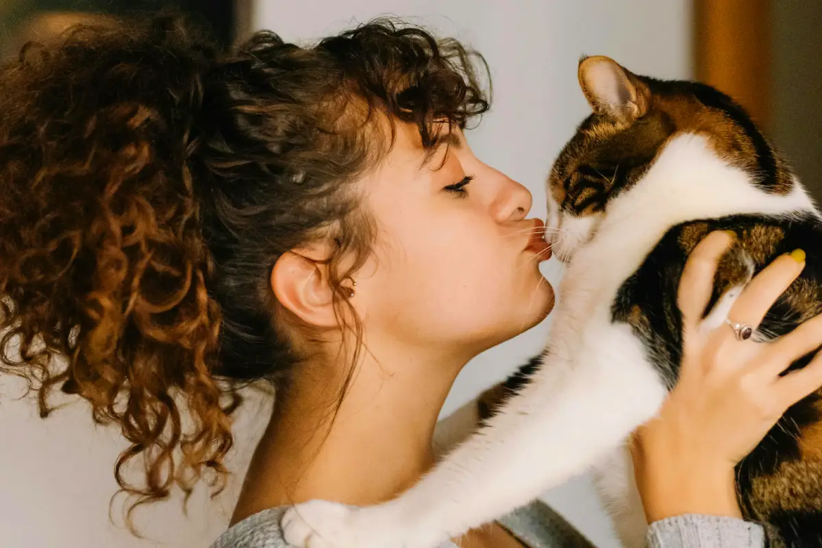 cat sitter checklist cat and a sitter