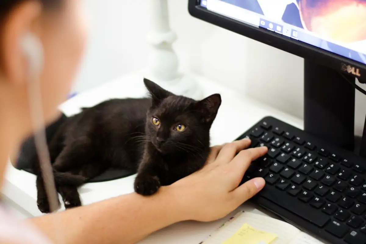 cat sitter checklist writing