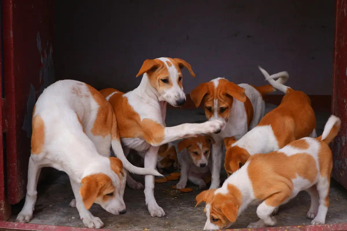 Pet Sitter vs Pet Kennel dogs in kennel