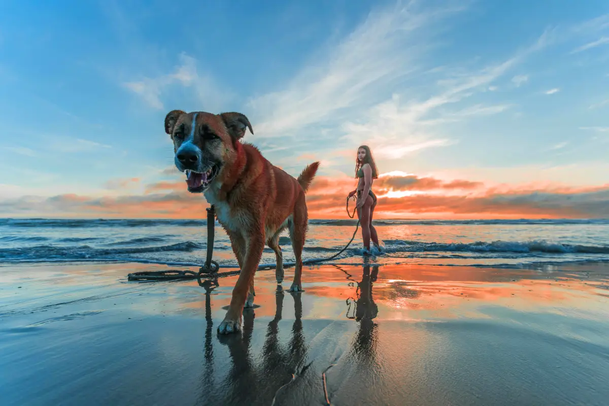 Pet Sitter vs Pet Kennel pet sitter on a beach with a dog