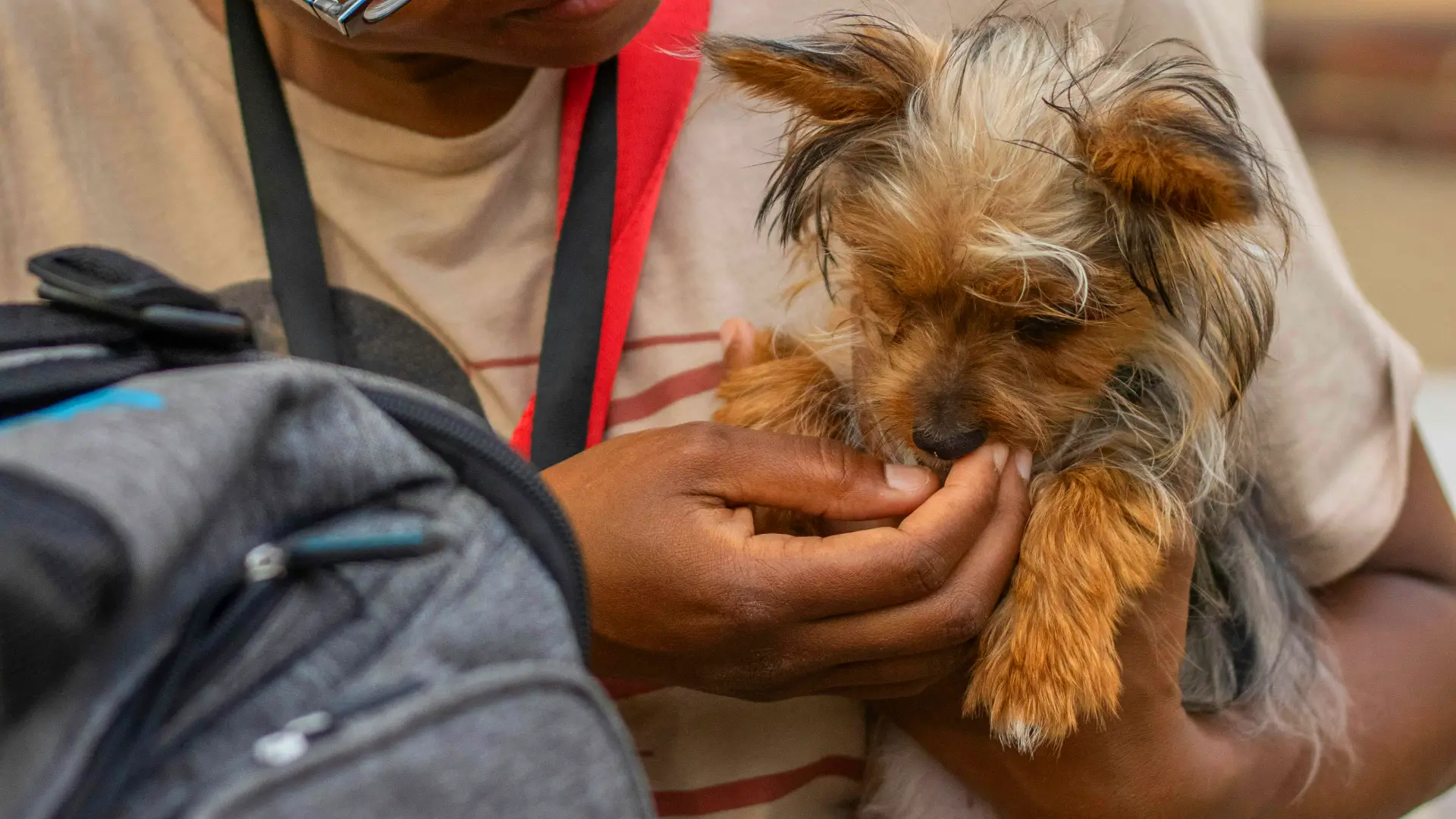 are dogs allowed in malls in dubai dog and owner