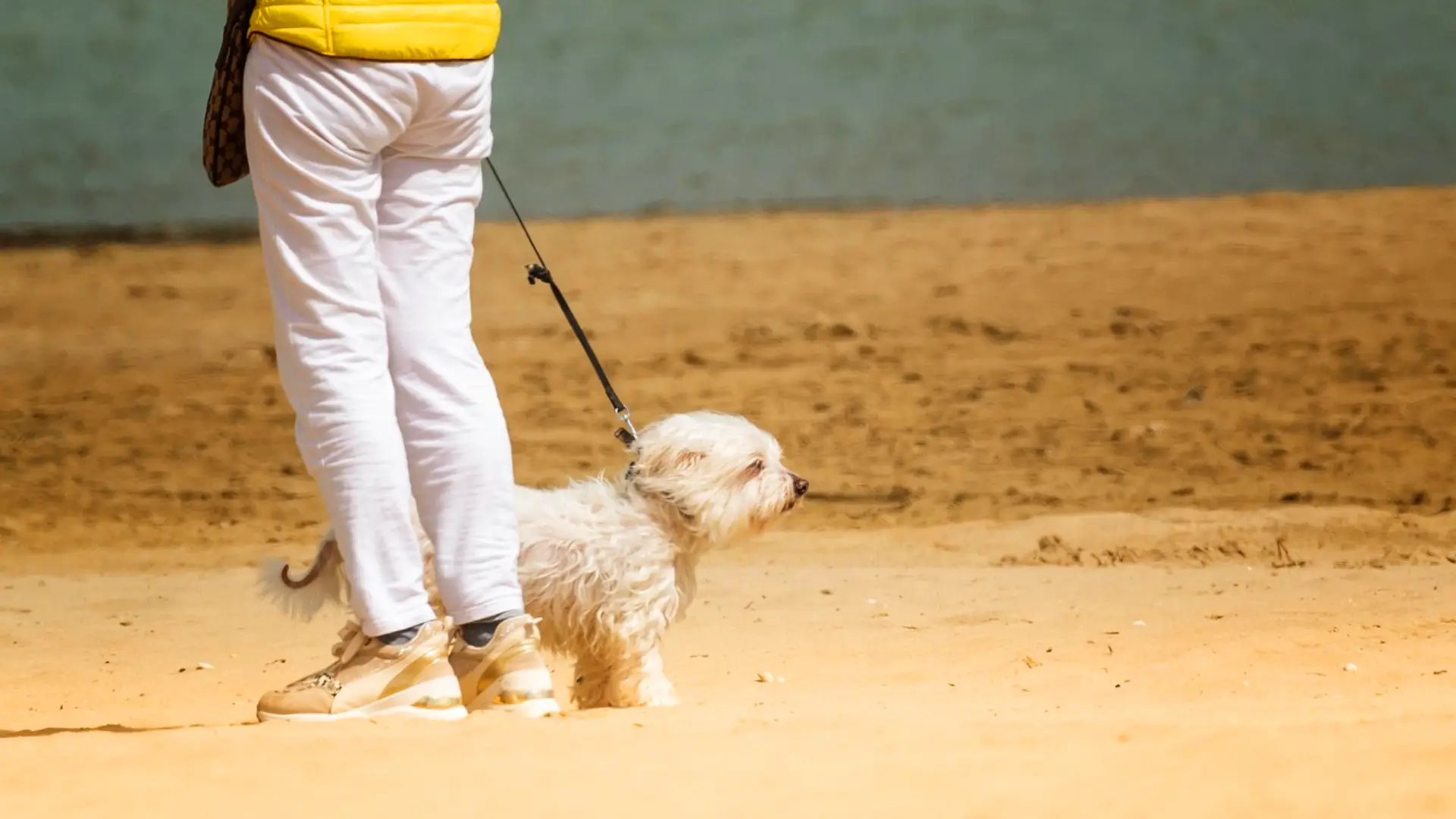 are dogs allowed in malls in dubai on a beach