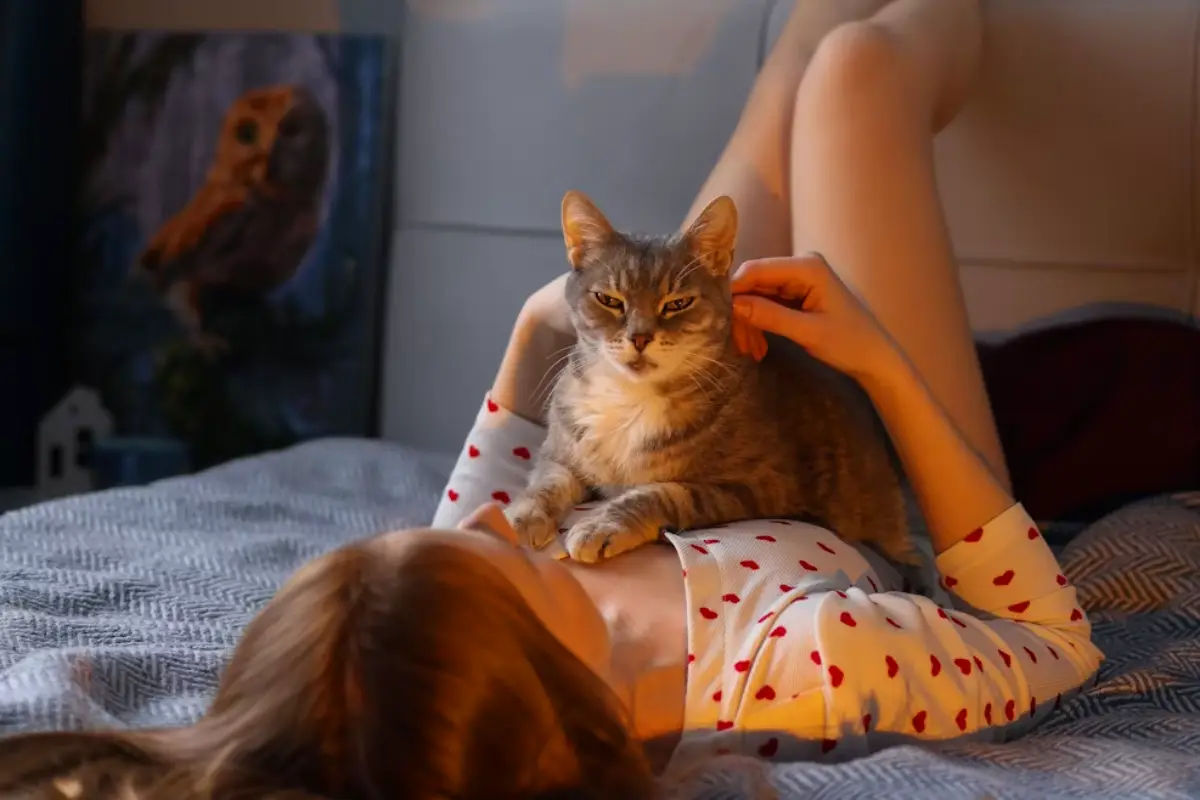 cat boarding in abu dhabi cat parent and cat