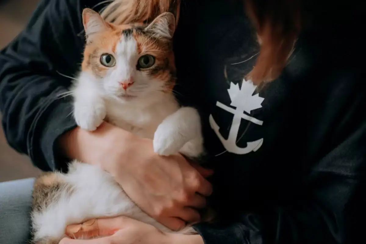 cat boarding in abu dhabi hugging cat