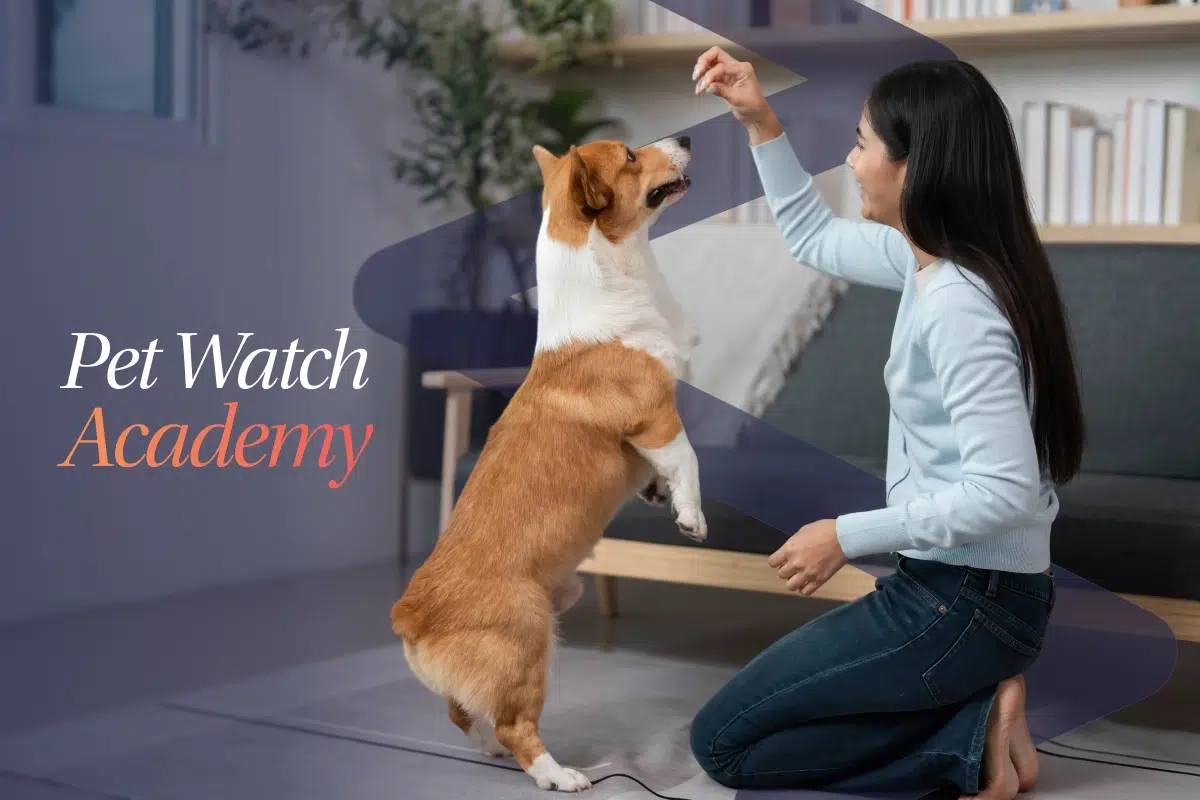 pet watch academy pet parent with dog playing