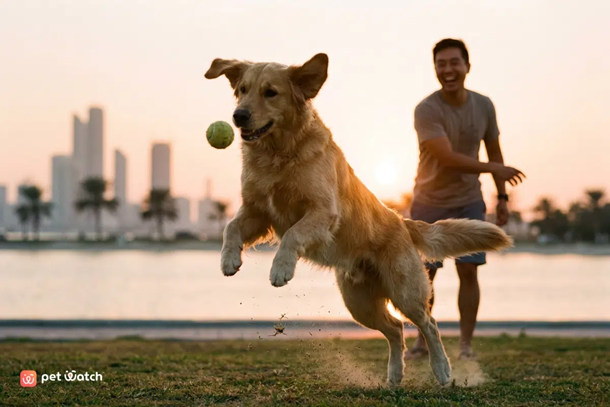 pet sitter playing with dog while dog walking uae